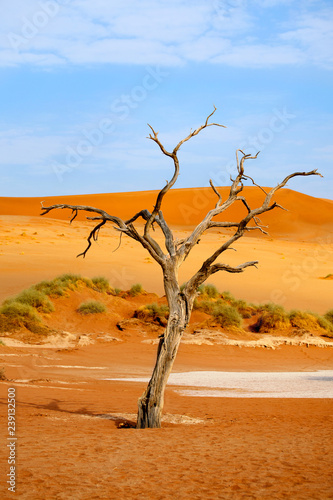 Dried camel acacia tree on orange sand dunes and bright blue sky background, Naukluft National Park Namib Desert, Namibia, Southern Africa