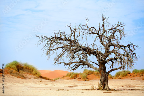 Landscape with dead dry camel acacia tree with big crown on orange sand dunes and blue sky background, Naukluft National Park Namib Desert, Namibia © Vera NewSib