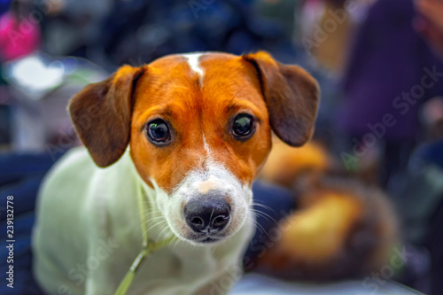 Jack Russell Terrier dog portrait. Small terrier. Happy playful jack russell terrier. Cute small pet. Dog pets. Yorkie dog.