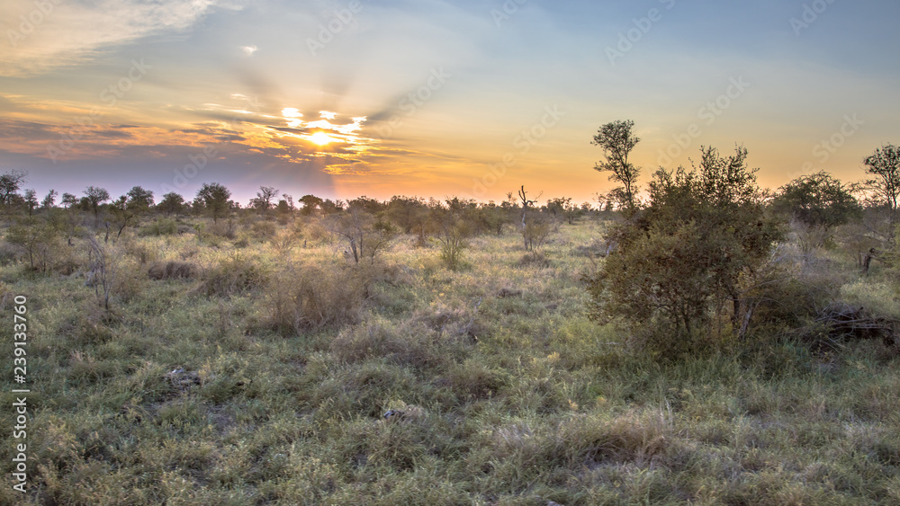 Savanna bushveld plain at sunset