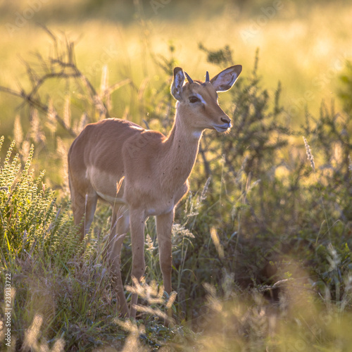 Young Impala standing