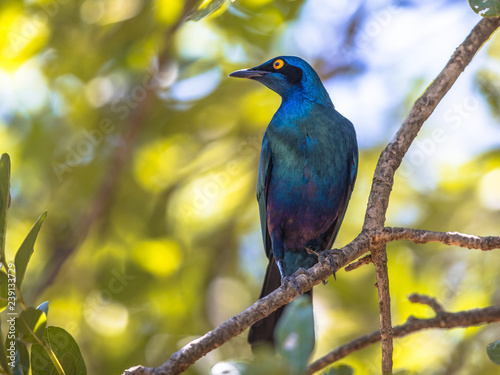 Greater blue eared Starling photo