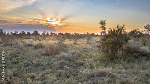 Savanna bushveld plain at sunset