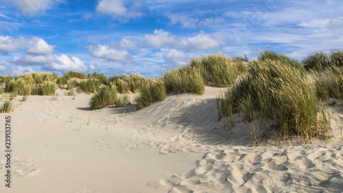 Coastal landscape with sand dunes