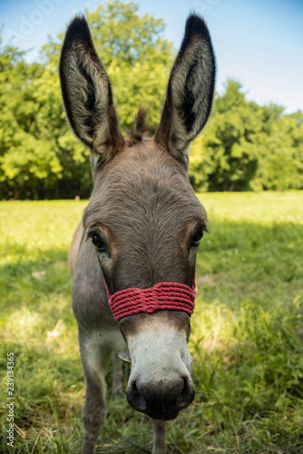 Portrait of donkey on the meadow