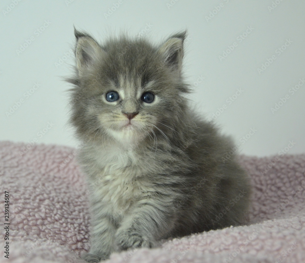 Blue silber tabby Maine Coon Kitten Baby Stock-Foto | Adobe Stock