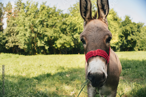 Donkey on the meadow