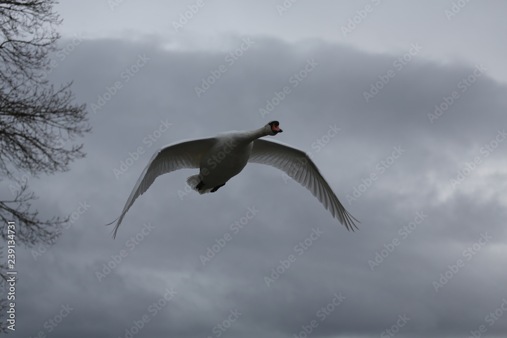 Obraz premium fotografias de aves varias naturaleza 