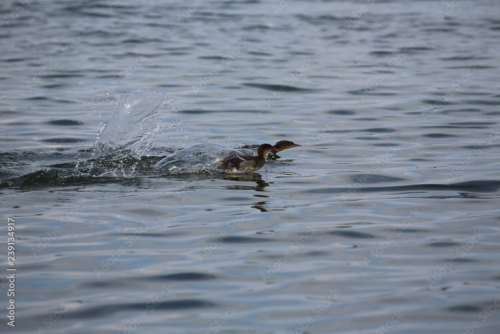 Fototapeta premium fotografias de aves varias naturaleza 