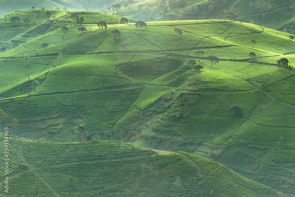 Beautiful Aerial view of tea plantation in the morning in Bandung, Indonesia