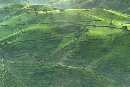 Beautiful Aerial view of tea plantation in the morning in Bandung, Indonesia
