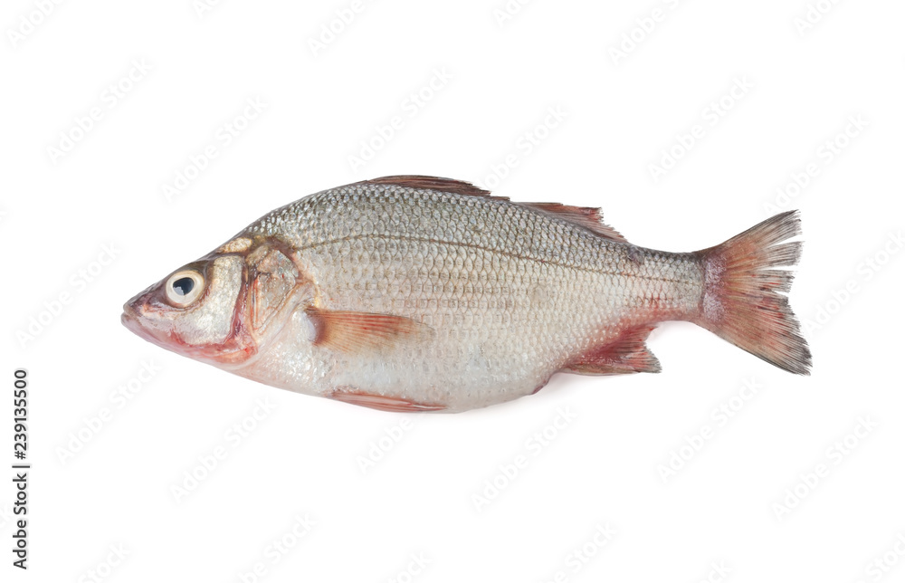 Croaker isolated on white background Croaker isolated on white background