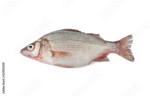 Croaker isolated on white background