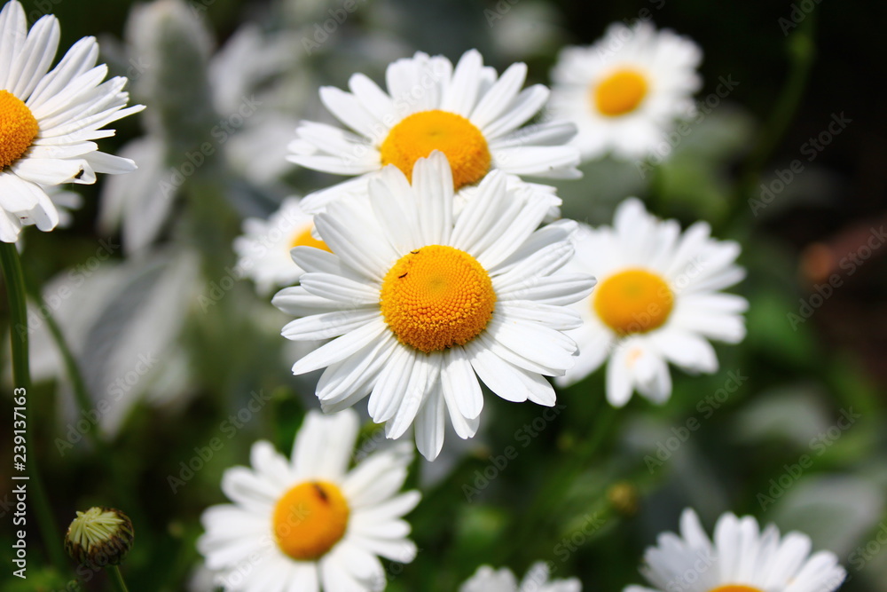 Obraz premium daisies