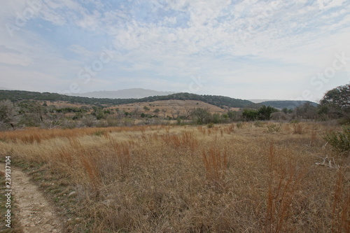 landscape with trees and blue sky