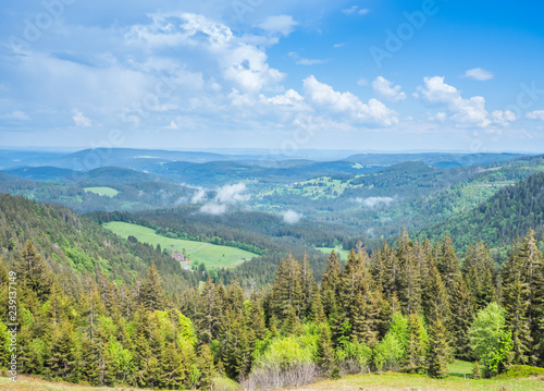 Blick über den Schwarzwald © Animaflora PicsStock