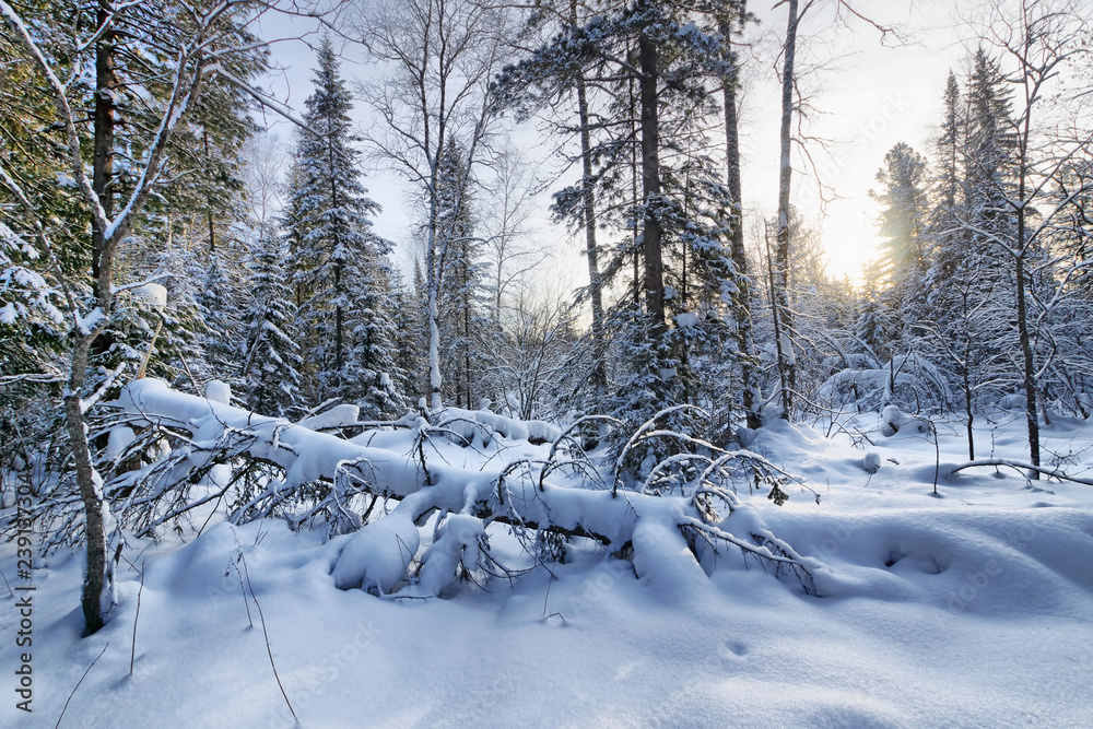 Beautiful landscape in the winter forest with snow capped fallen tree trunk and snowy fir trees Beautiful landscape in the winter forest with snow capped fallen tree trunk and snowy fir trees