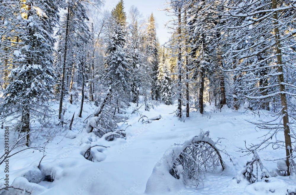 Beautiful landscape of the winter forest with snow capped fir trees