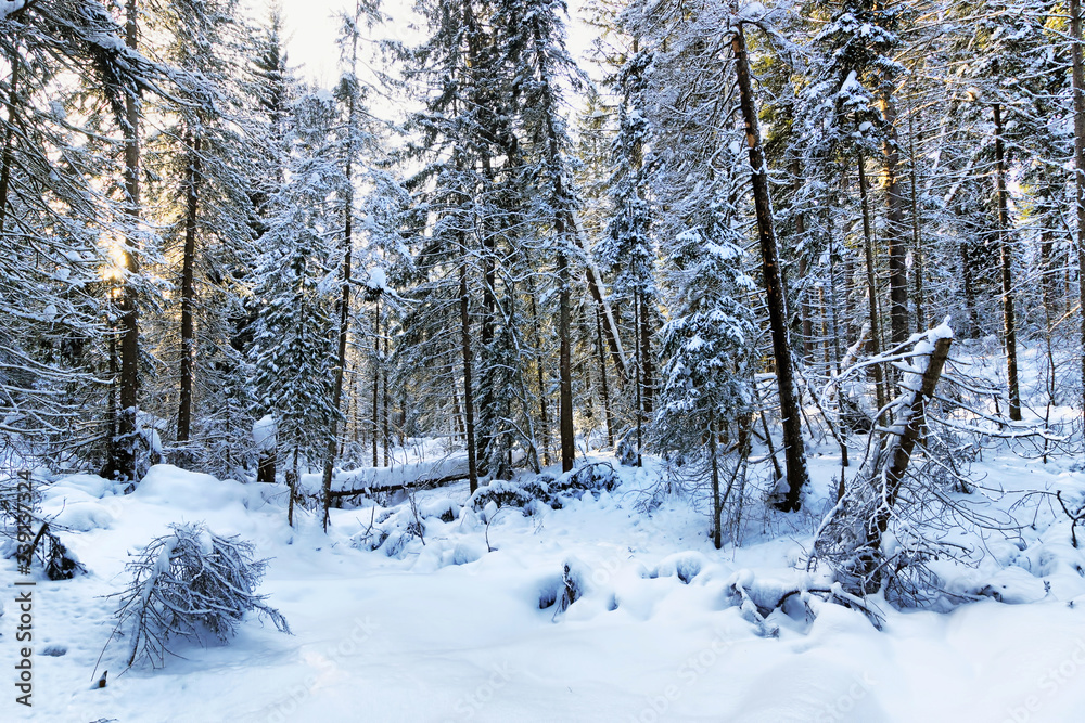 Beautiful landscape of the winter woodland with snow crowned fir trees Beautiful landscape of the winter woodland with snow crowned fir trees