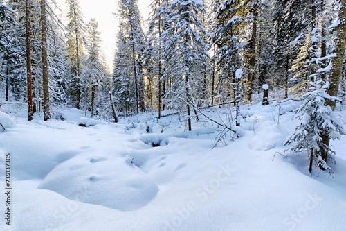 Beautiful landscape in the winter forest with snow capped glade and snowy fir trees