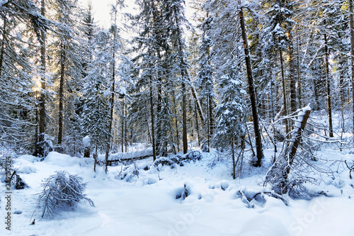 Beautiful landscape of the winter woodland with snow crowned fir trees