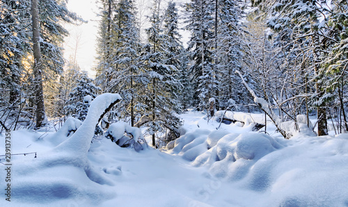 Landscape of the winter woodland with snow crowned fir trees