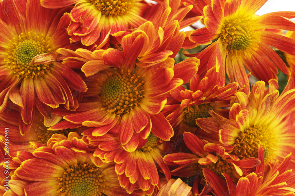 Bouquet of chrysanthemums. Bouquet of chrysanthemums.