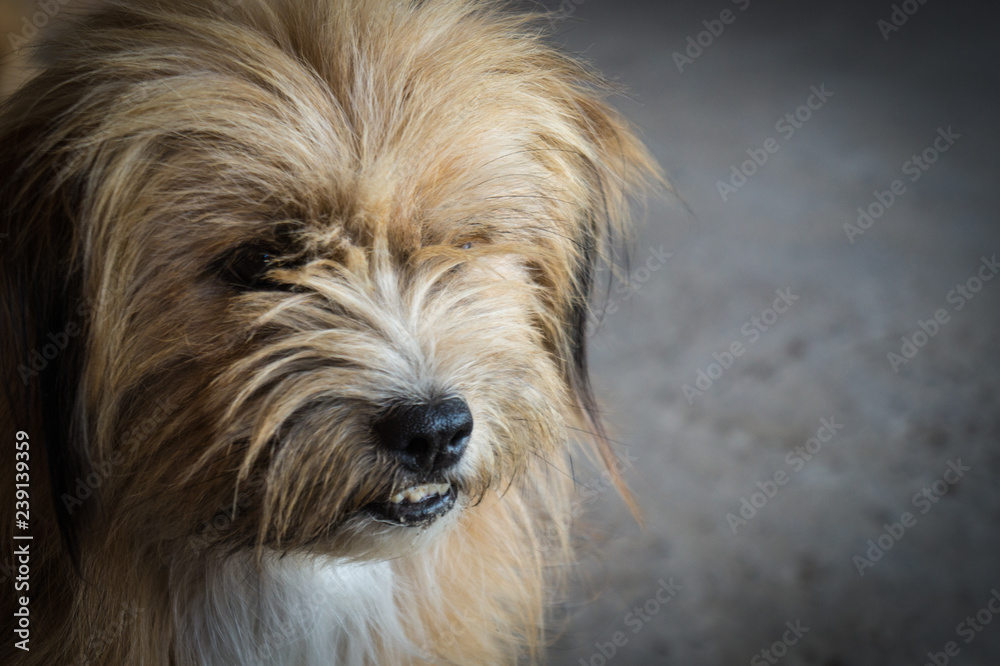 Sitting happy dog smiling cute