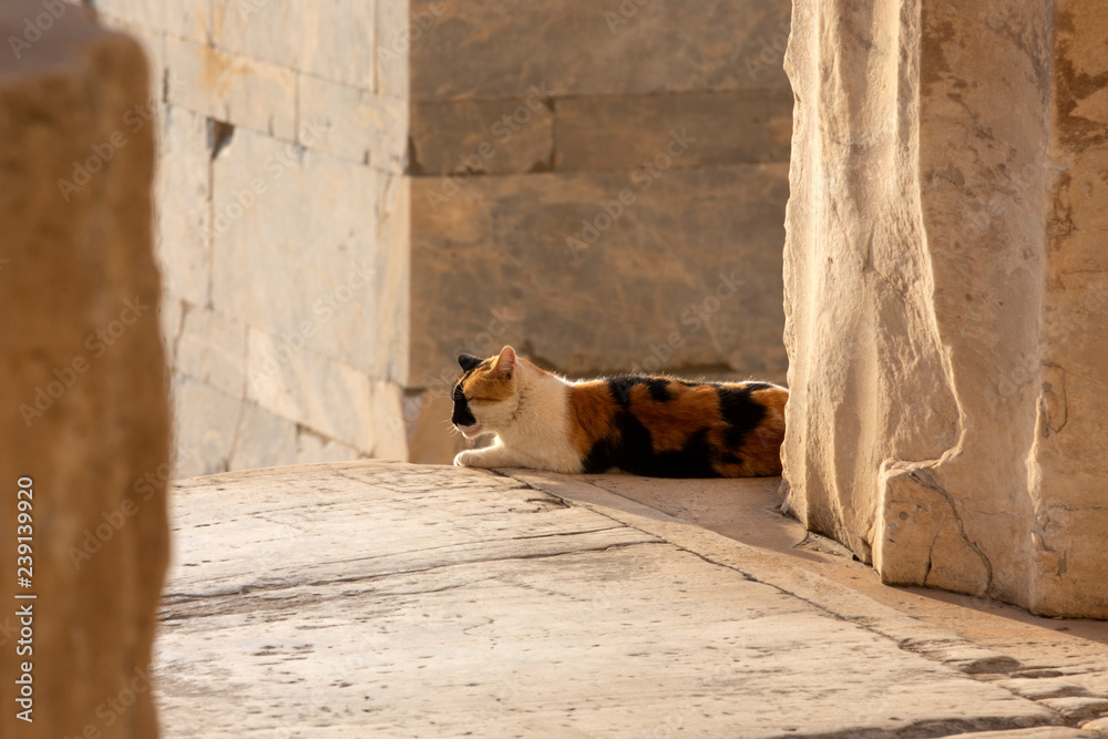 Fototapeta premium Acropolis, Athens,Greece. It is a main tourist attraction of Athens. Ancient Greek architecture of Athens in summer.Ruins of a famous landmark of Athens on the top of Acropolis hill. cat in acropolis.