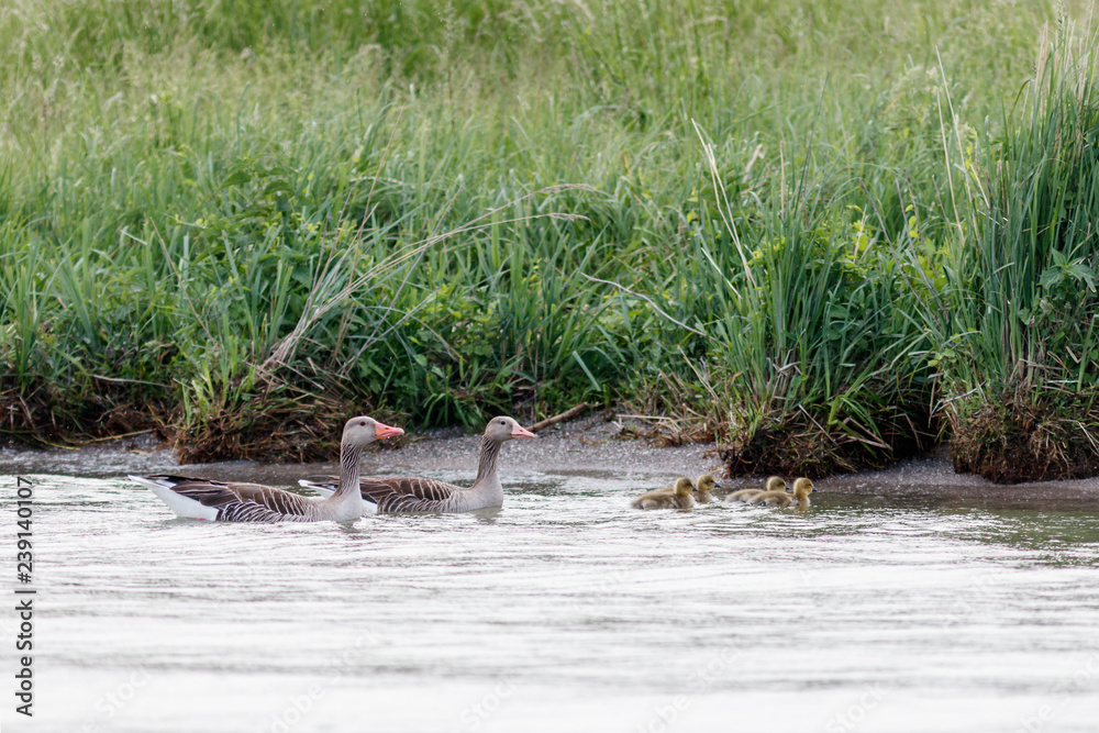 Fototapeta premium Graugänse an der Müritz