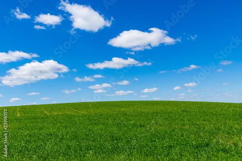  Bright blue summer sky with white fluffy clouds over a hilly meadow with green grass © Uladzimir