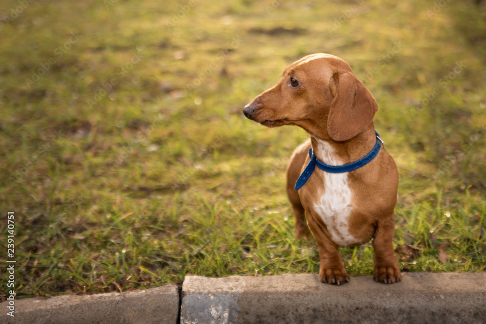 dachshund short-haired on a walk in the park dachshund short-haired on a walk in the park