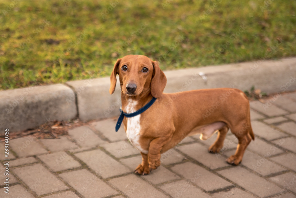 dachshund short-haired on a walk in the park dachshund short-haired on a walk in the park