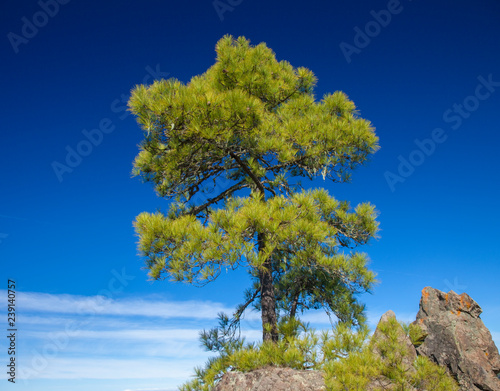 Gran Canaria, December photo
