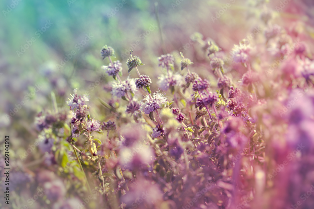 Thyme in meadow - medical herb (wild thume) Thyme in meadow - medical herb (wild thume)