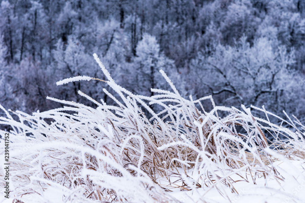 Close-up dry grass covered with frost on a frosty winter day and the forest in the background Close-up dry grass covered with frost on a frosty winter day and the forest in the background