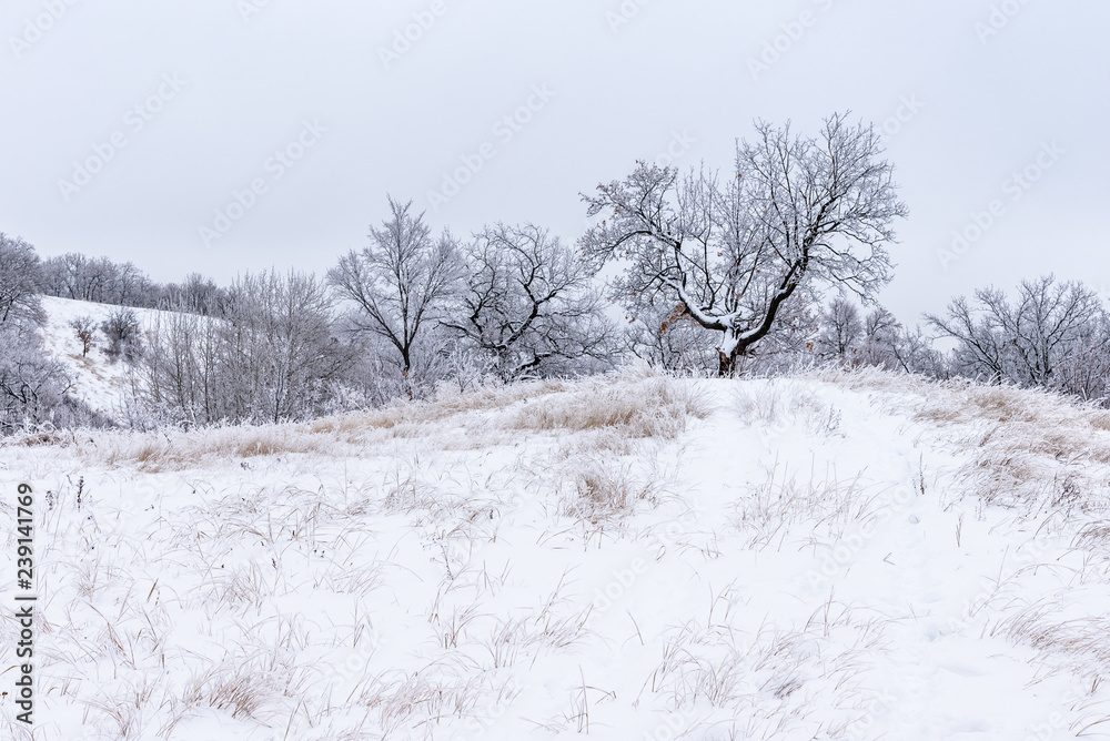 Close-up dry grass covered with frost on a frosty winter day on a hillside and trees in the background Close-up dry grass covered with frost on a frosty winter day on a hillside and trees in the background
