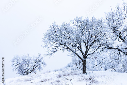 Wallpaper Mural Trees in hilly woodland covered with frost on a frosty day Torontodigital.ca
