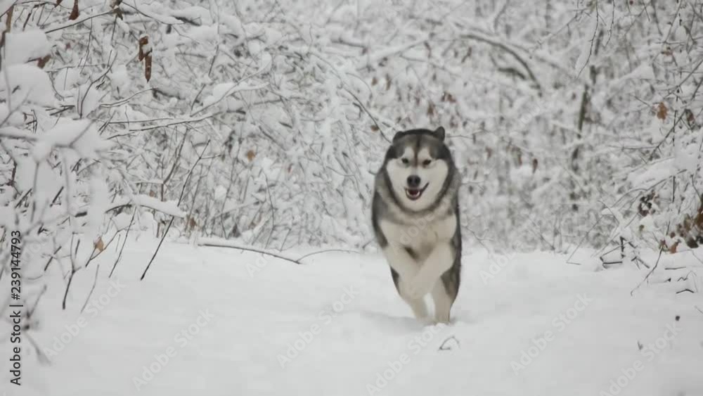 Malamute running through the snowy forest, slow motion Malamute running through the snowy forest, slow motion