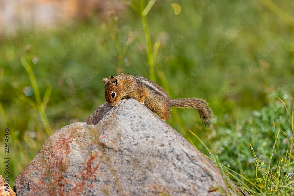 Obraz premium chipmunk looking over ridge in rock to find food