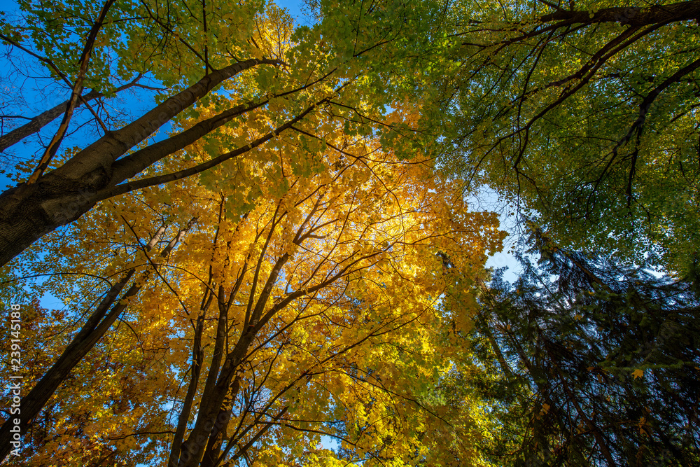 Fototapeta premium Autumn in the forest