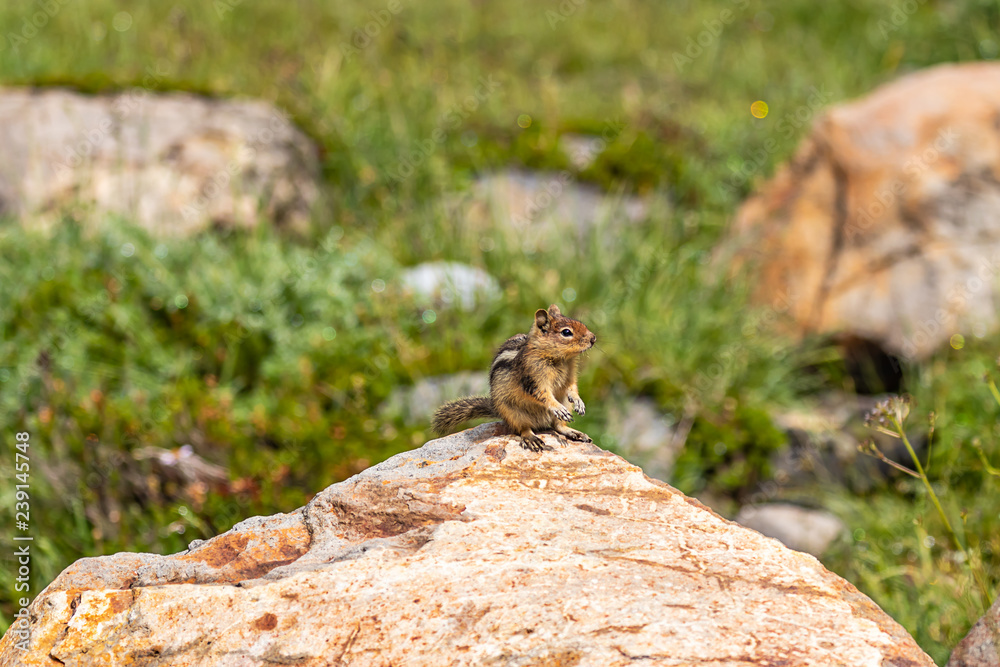 small chipmunk with big paws sits up tall on stone small chipmunk with big paws sits up tall on stone