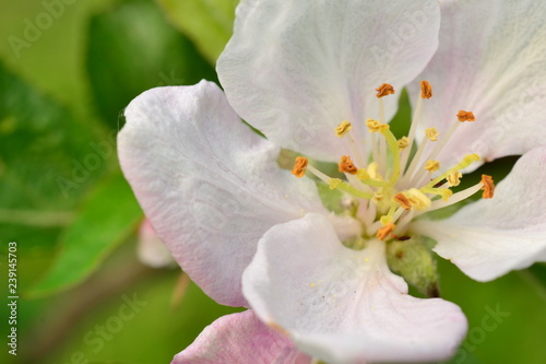 White flower in the early spring strawberries