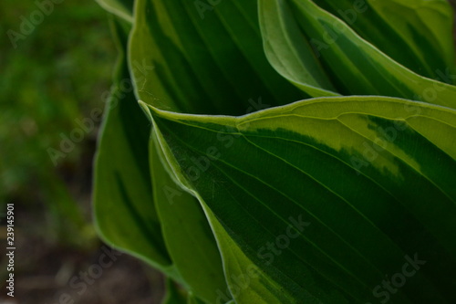 The dew on the leaves of a flower in the early morning host