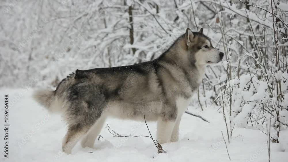 Malamute stands in the winter forest Malamute stands in the winter forest