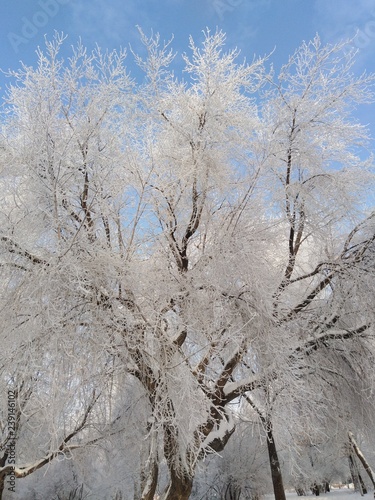 trees in hoarfrost, winter © Iv