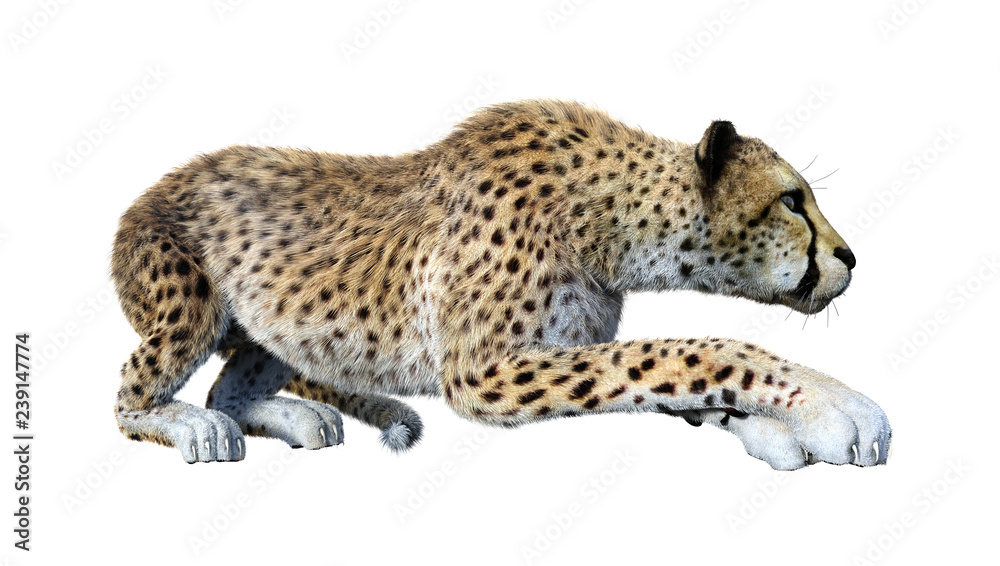 Naklejka premium 3D Rendering Big Cat Cheetah on White