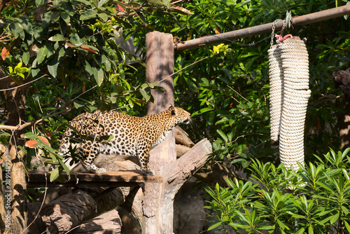 Leopard eating food on the tree.