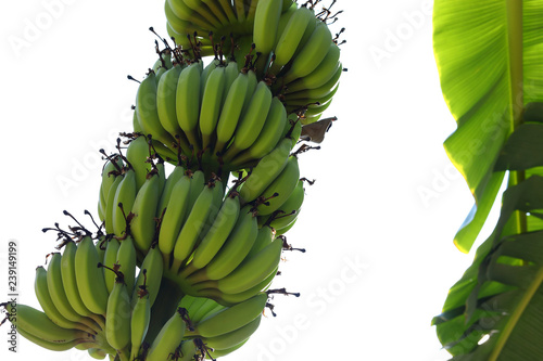 Obraz na plátně green banana tropical fruit unripe isolated on white background
