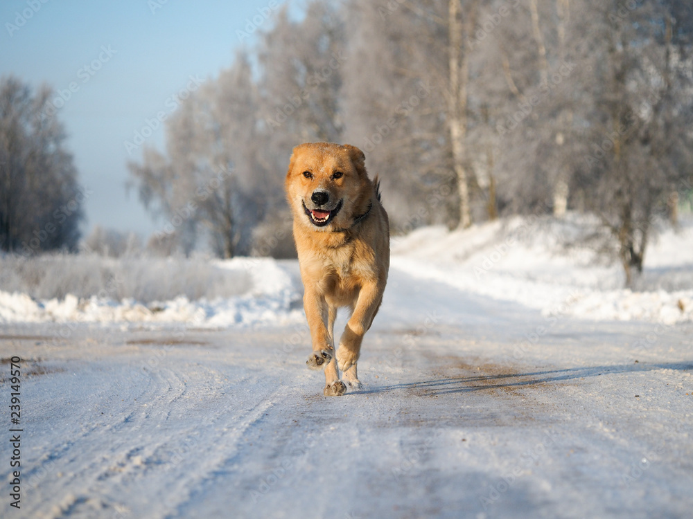 Big dog running on a snowy road. Dog happy face in the snow.